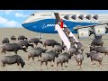 Magical Buffalo Aeroplane जादुई भैंस विमान Funny Comedy Video