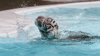 tiger cubs swim lessons underwater-GOPRO tiger cubs swim lessons underwater-GOPRO