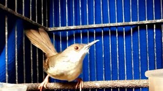 sound relaxation therapy/terapi burung ciblek betina dan suara AIR