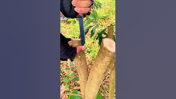 Dụng cụ ghép cành #03479440O5 #nongnghiep #hieuthapxanh #thapxanh #dungcughepcay #daoghepcay