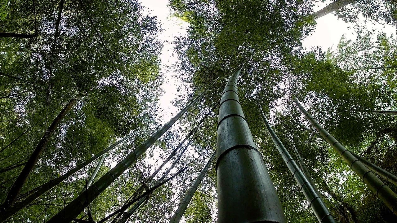 Two Hours of Steady Bamboo Forest Birdsong | Birding by Ear — Real