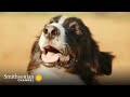 view Why Border Collies Are the Perfect Cattle Ranching Dogs 🤠 Amazing Dogs | Smithsonian Channel digital asset number 1