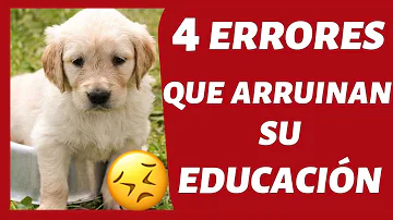 ¿Qué no hacer con su cachorro?