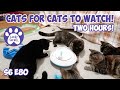 Cats for cats to watch  two hours  cats  cats playing  entertainment for cats  s6 e80