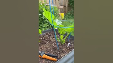 How to grow Zucchini in Tomato Cages
