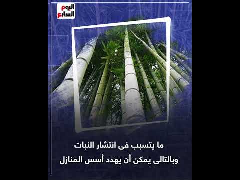 خطر زراعة الخيزران فى حدائق المنازل بريطانيا تحذر مواطنيها ما القصة