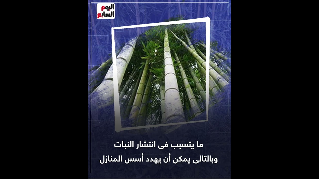 خطر زراعة الخيزران فى حدائق المنازل.. بريطانيا تحذر مواطنيها.. ما القصة؟