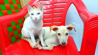 Cute Puppy and Kitten Become Friends.[Cuteness Overload] This is Sembi by The Billi  137 views 1 year ago 2 minutes, 6 seconds