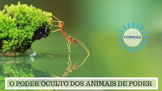 Sua da o significa trás a quando formiga parte que de cabeça