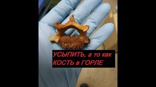 Она не ела уже неделю и хозяин решил усыпить ее, но не все так просто в этой истории.... Она не ела уже неделю и хозяин решил усыпить ее, но не все так просто в этой истории....