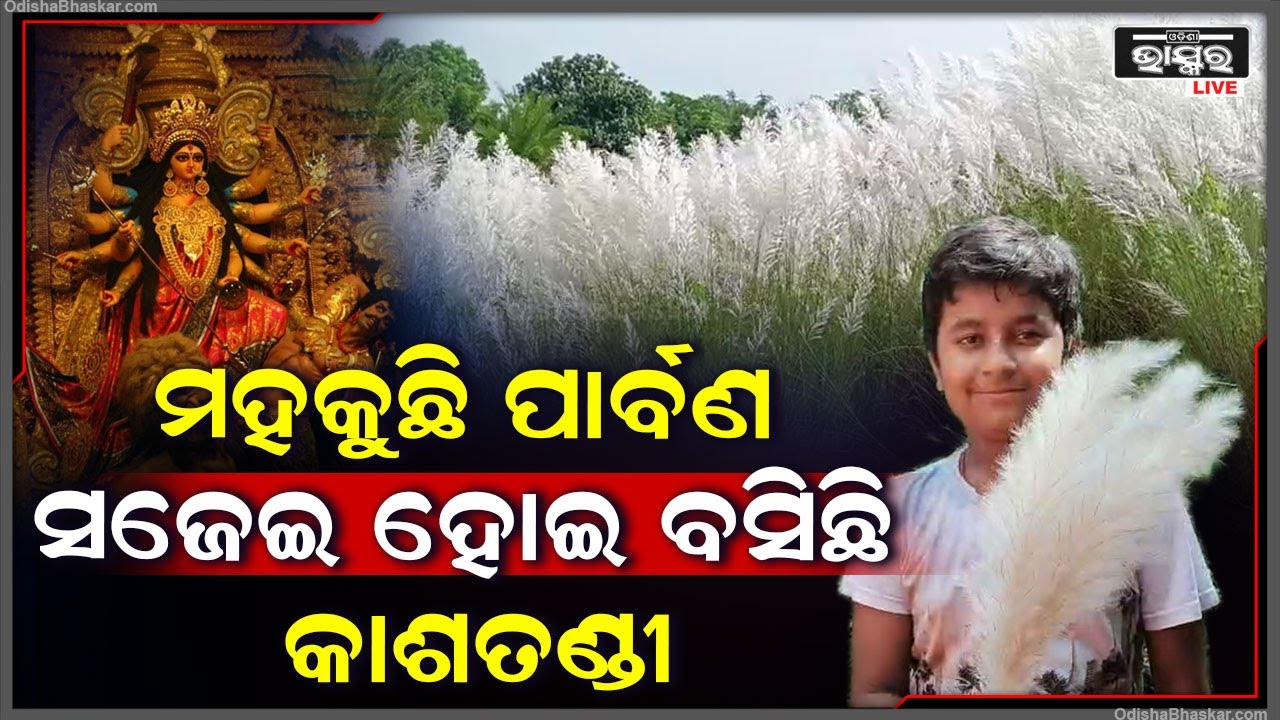 ଆସୁଛି ପାର୍ବଣ, ମହକୁଛି ଗାଁ ଠୁ ସହର... ନଦୀ ପଠାରେ ସଜେଇ ହୋଇ ବସିଛି ଫୁଲେଇ କାଶତଣ୍ଡୀ