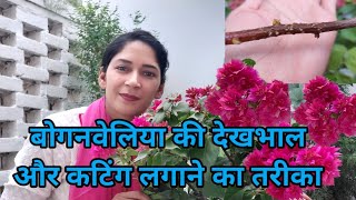 Bougainvillea plant care  How to propagate and care Bougainvillea plant? कटिंग लगाने का आसान तरीका