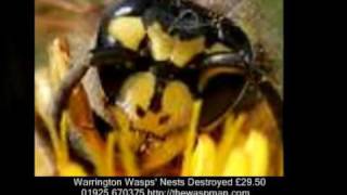 Warrington Wasps' Nests Destroyed  £29.50