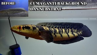 Channa MARU YELLOW SENTARUM - ganti background&substrat di aquarium dan ini hasilnya_