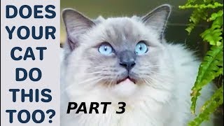 Does Your Cat Do This Too?  Poll. Part 3 Compilation with Bowie The Ragdoll Cat