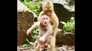 Super Cool & Smart Baby Leo, Little Baby Leo Beautifully Walk, Jump, Interacted With Others...