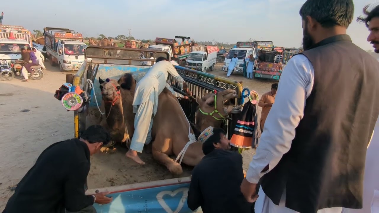 Camel attacked the men😭