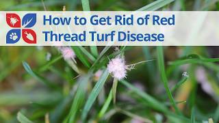 How to Get Rid of Red Thread Lawn Disease