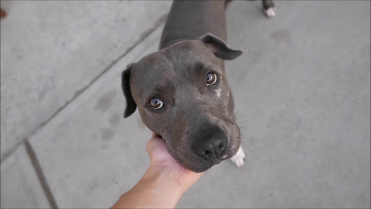 Sony - A1122382 - Brooklyn ACC camera iphone 8 plus apk