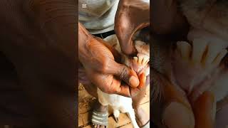 How to determine the age of animals by Dentition (Teeth). #goats #ruminant #livestock #pasture