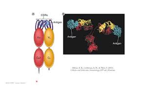 Antigen and antigen-recognition molecules (part 1) by Irwan's Work Channel 694 views 2 years ago 15 minutes