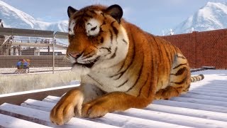 Planet Zoo  Siberian Tiger Gameplay (PC HD) [1080p60FPS]