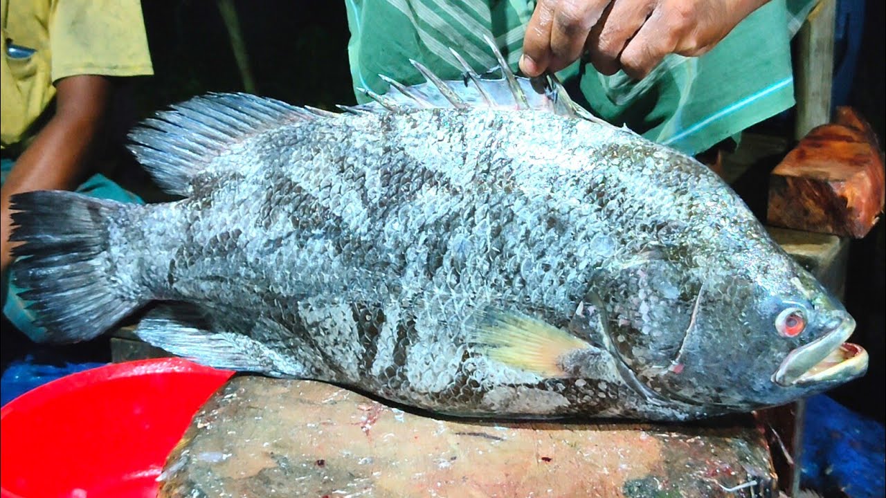 Koi Bhol Fish Cutting - YouTube