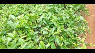 Tiktok Indonesia | Mentahan Video Kebun Teh No Copyright