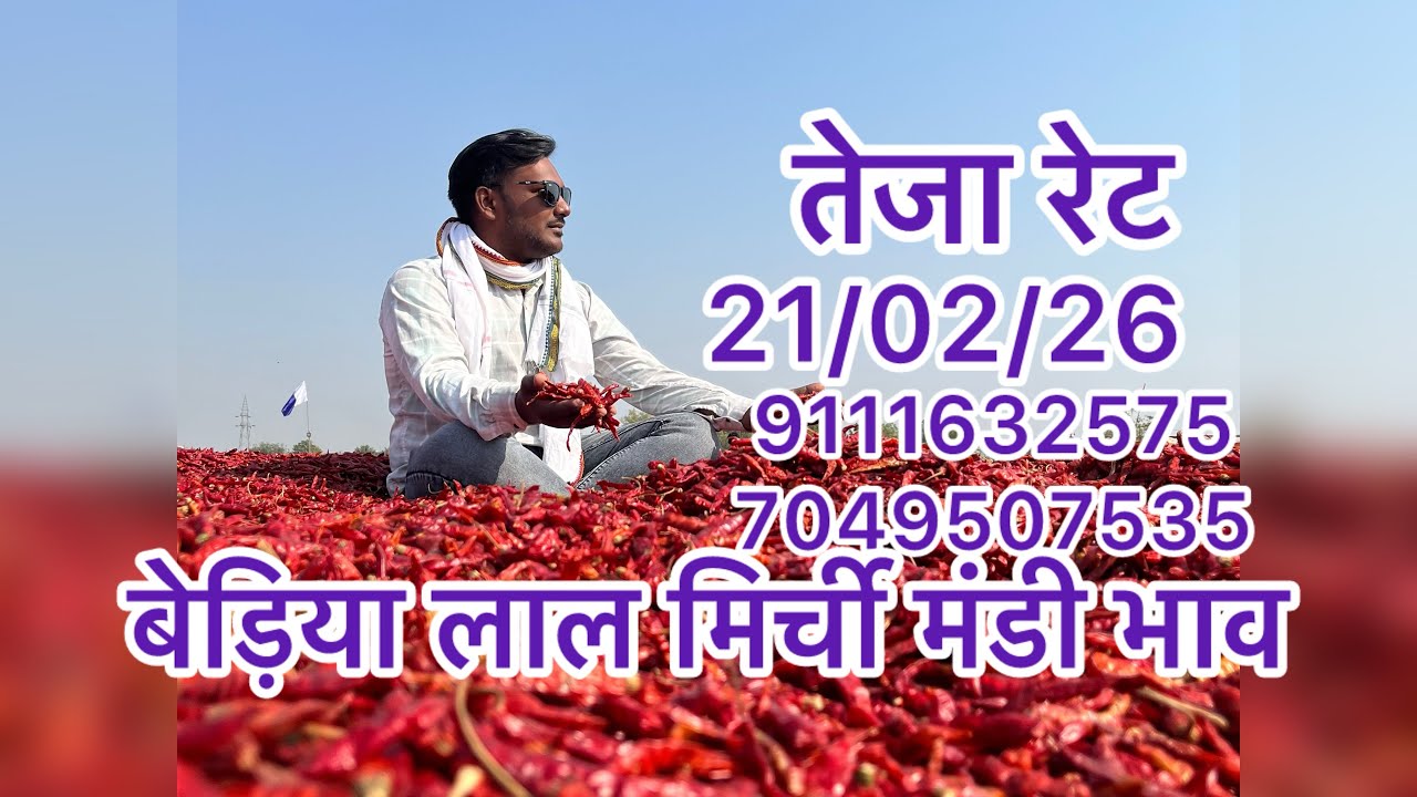 बैडिया मिर्ची मंडी भाव 21/02/26 सबसे बड़ी मिर्ची मंडी भाव विश्व प्रसिद्ध मिर्ची मंडी 7240925806