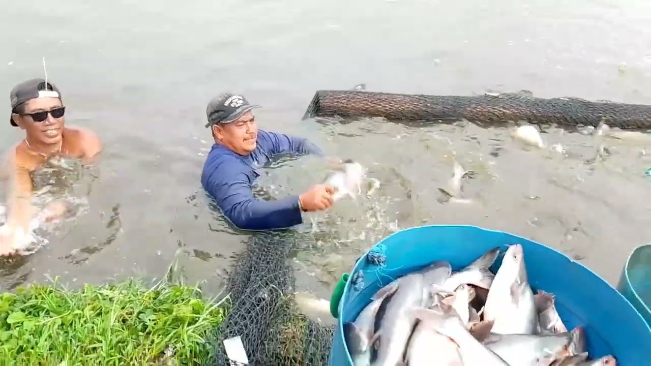 Budidaya ikan patin hasilnya sangat menjanjikan