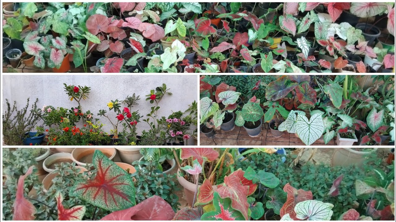 June end garden overview @Floweringgardenvlog#Youtubevideo #Viralvideo