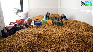 Aydın Dağ İnciri hasadı ve Koçak Köyü