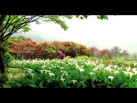 2017陽明山竹仔湖海芋花