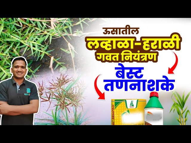 Kirpilar yenot suratini sikishmoqda