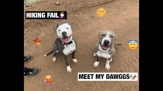 VLOG|MEET MY DOGS