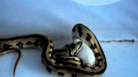 Feeding Carpet Python - Part 1