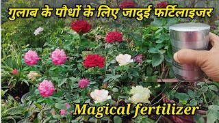 गुलाब के लिए जादुई फर्टिलाइजर||Magical Fertilizer For Rose Plant||Rose Plant Care Tips||Rose Plant