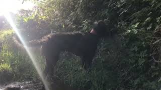 Skippy the adventure dog in the stream at Erddig Bedlington terrier cross dog show loving the water
