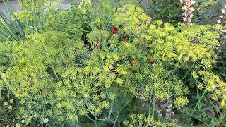 How to Prune Dill for Bushier Plants