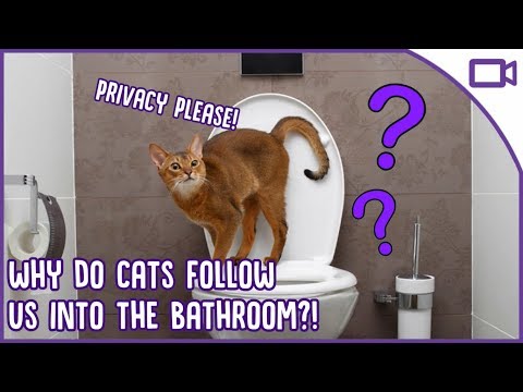 Why Does My Cat Stay In The Bathroom?