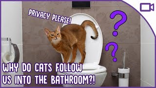 Why Does My Cat Follow Me to The Bathroom?