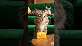 Lazy Cat vs Smart Mouse 🐱🐭 | Funny Cartoon Short with a Lesson 😂