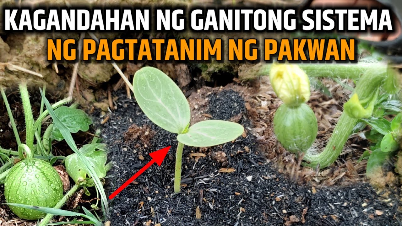 KAGANDAHAN NG GANITONG SISTEMA NG PAGTANIM NG PAKWAN | D' GREEN THUMB
