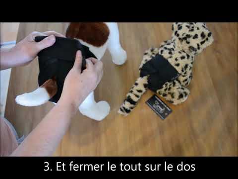 Vidéo: Comment faire un modèle de manteau pour chien