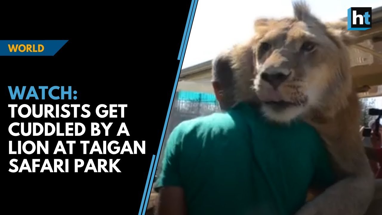 lion climbs in tour bus