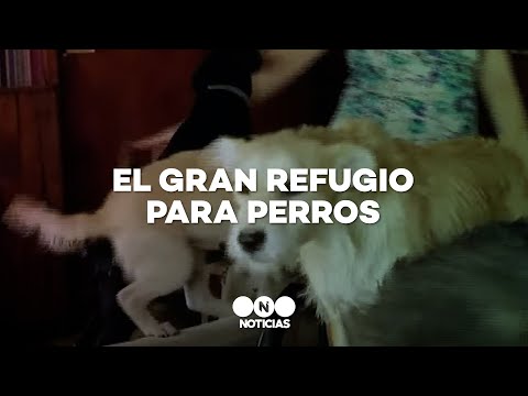 ESPERANZA: EL GRAN REFUGIO DONDE VIVEN 130 PERROS - Telefe Noticias