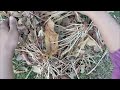 Leaves asmr relaxing bird noises peaceful asmr nature asmr forest asmr relaxing asmr . 🎧🌿