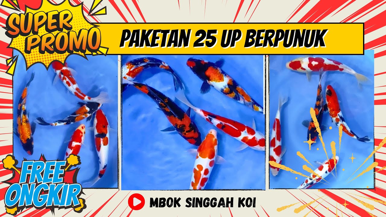 SUPER PROMO‼️PAKET IKAN KOI BLITAR SIZE 25-30 CM BERPUNUK DIJUAL MURAH ...