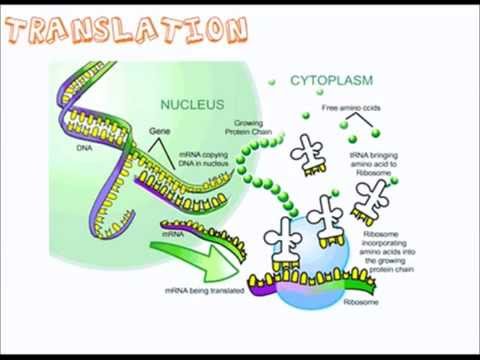 transcription translation a level a2 biology revision youtube biology translation