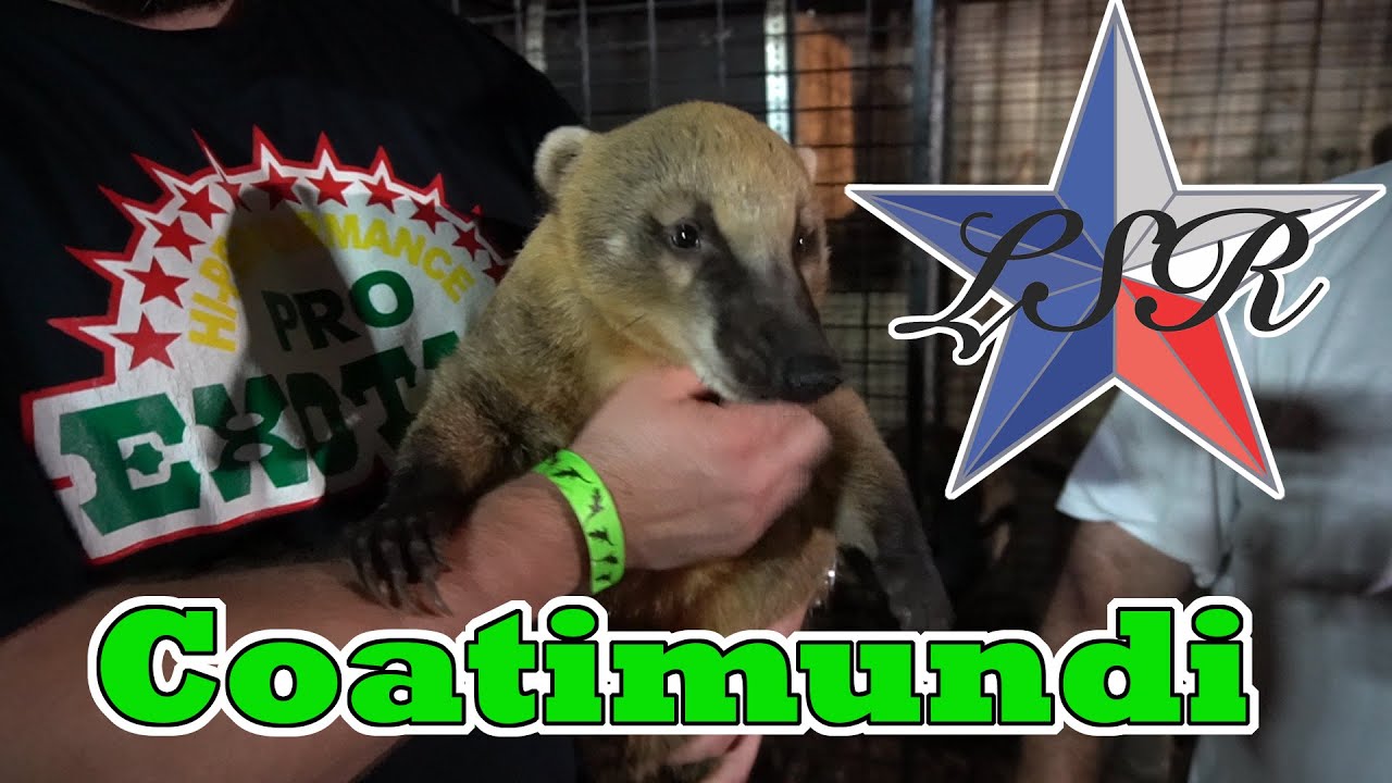 Lone Star Reptiles Tour and Holding a Coatimundi!